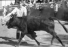 bull1.gif (87918 bytes)