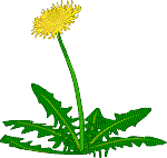 Dandelion.gif (4087 bytes)